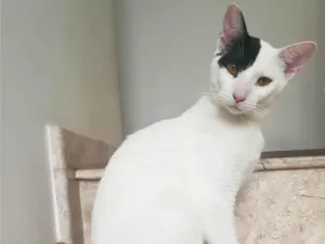 Gato raça SRD-ViraLata idade 7 a 11 meses nome Caetano