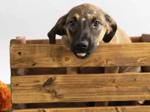 Cachorro raça SRD-ViraLata idade 2 a 6 meses nome Pedrita 