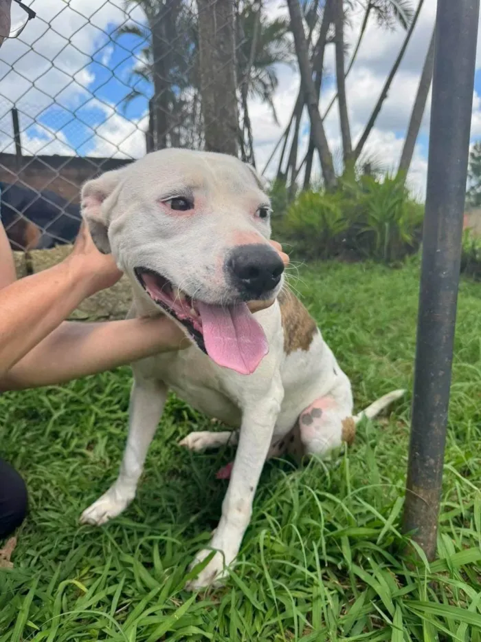 Cachorro ra a Pit-Bull idade 2 anos nome Theo 