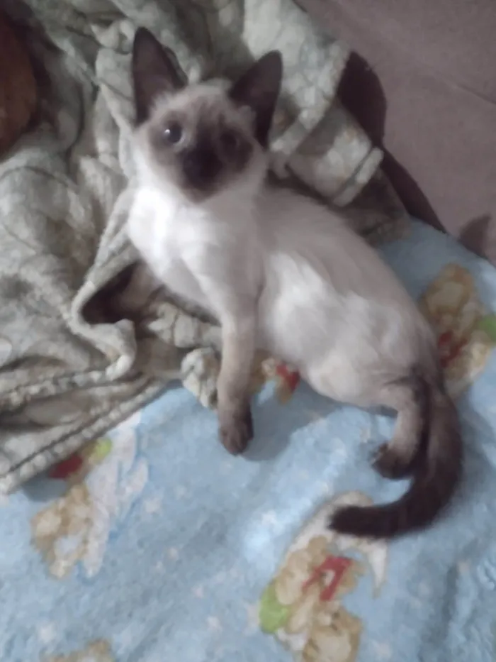 Gato ra a SRD-ViraLata idade 2 a 6 meses nome Lindos bebes para adocao