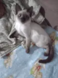 Lindos bebes para adocao