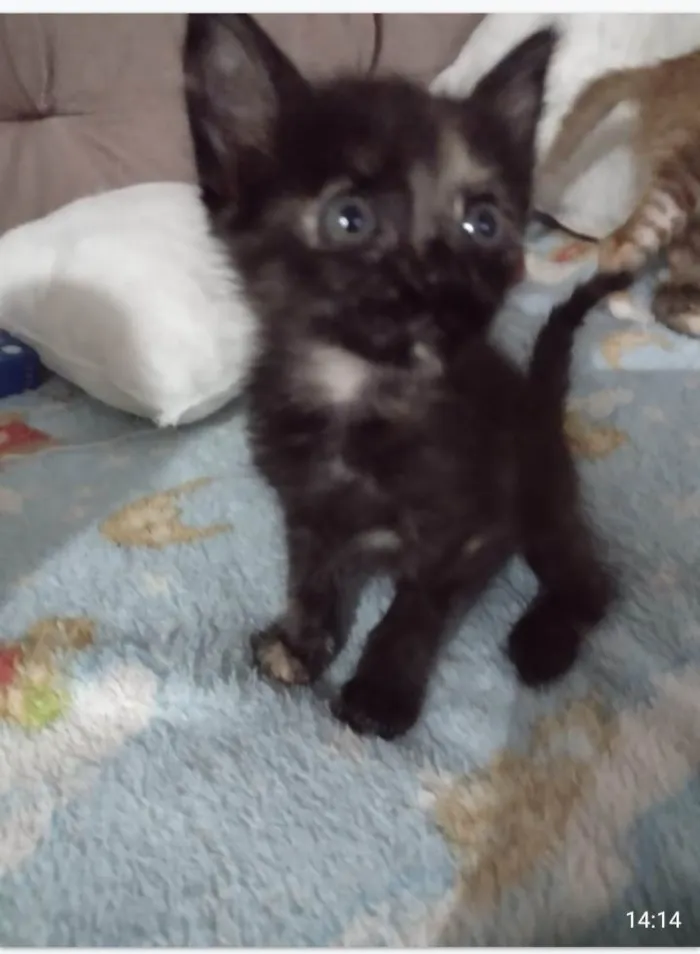 Gato ra a SRD-ViraLata idade 2 a 6 meses nome Lindos bebes para adocao