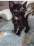 Lindos bebes para adocao