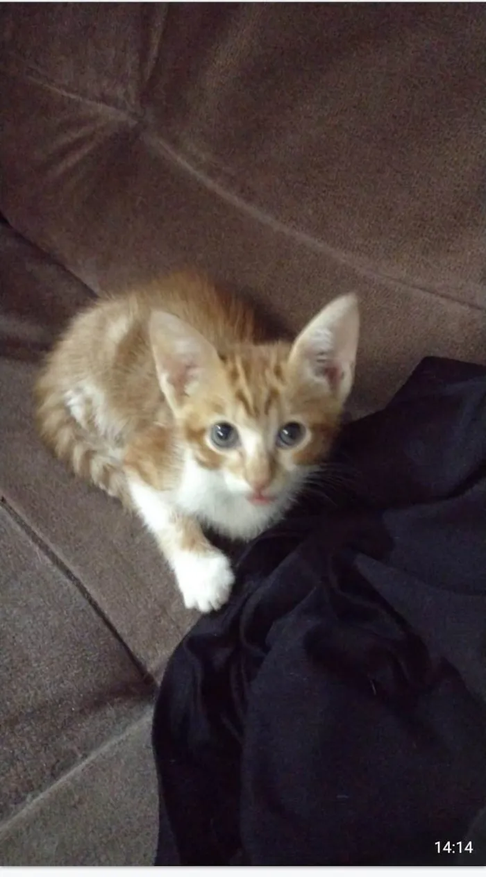 Gato ra a SRD-ViraLata idade 2 a 6 meses nome Lindos bebes para adocao