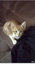 Lindos bebes para adocao