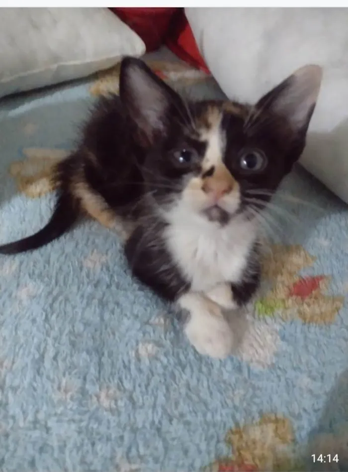 Gato ra a SRD-ViraLata idade 2 a 6 meses nome Lindos bebes para adocao