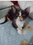 Lindos bebes para adocao