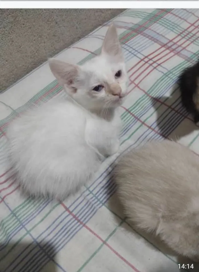 Gato ra a SRD-ViraLata idade 2 a 6 meses nome Lindos bebes para adocao
