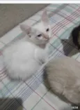 Lindos bebes para adocao