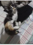 Lindos bebes para adocao