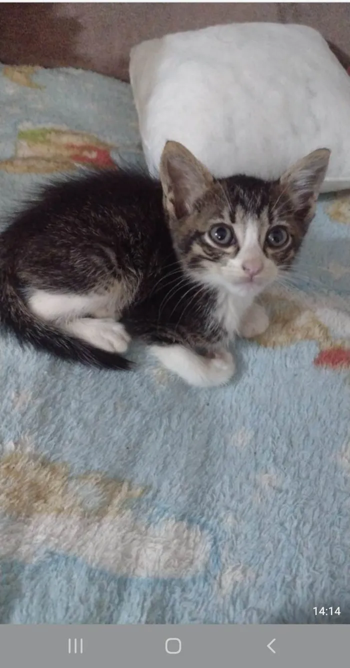 Gato ra a SRD-ViraLata idade 2 a 6 meses nome Lindos bebes para adocao