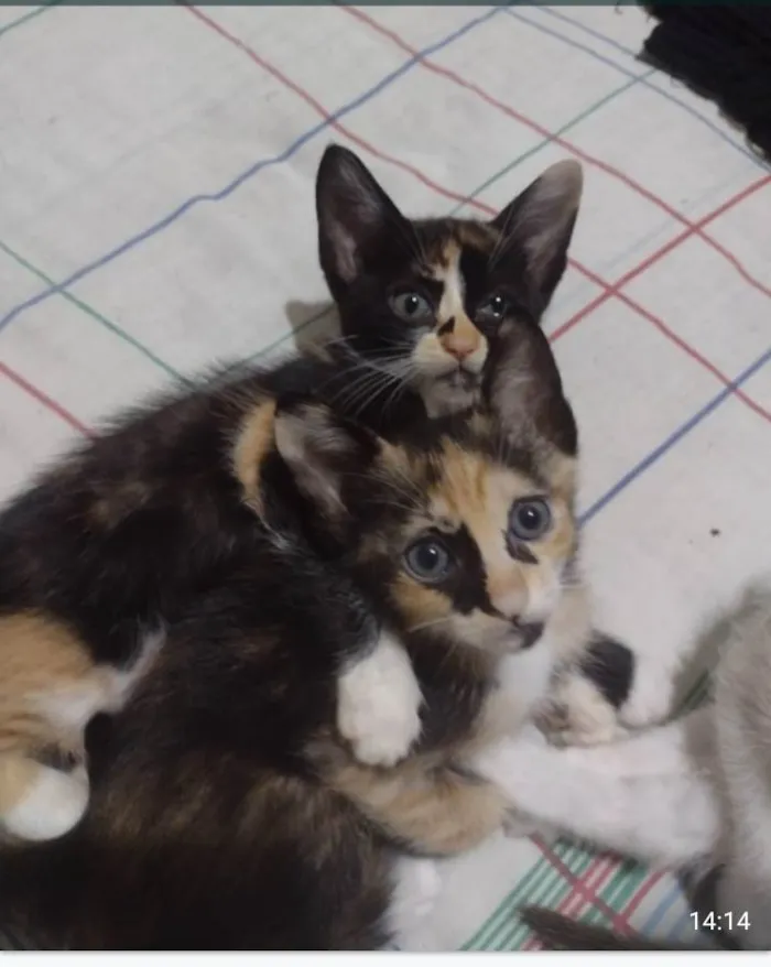 Gato ra a SRD-ViraLata idade 2 a 6 meses nome Lindos bebes para adocao