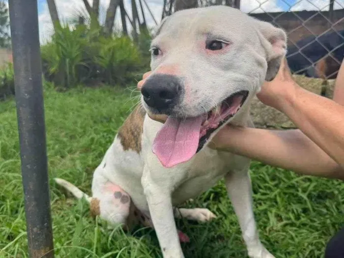 Cachorro ra a Pit-Bull idade 2 anos nome Theo 