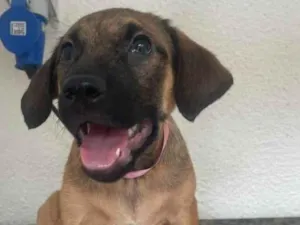Cachorro raça SRD-ViraLata idade 2 a 6 meses nome Pedrita 