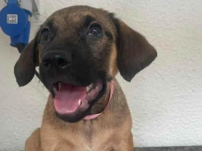 Cachorro ra a SRD-ViraLata idade 2 a 6 meses nome Pedrita 