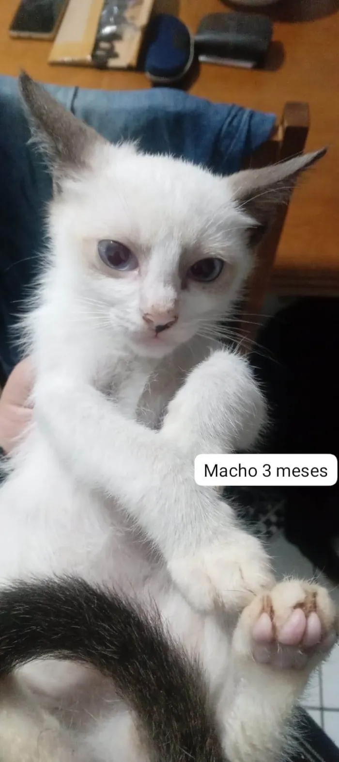 Gato ra a SRD-ViraLata idade 2 a 6 meses nome Anjinhos