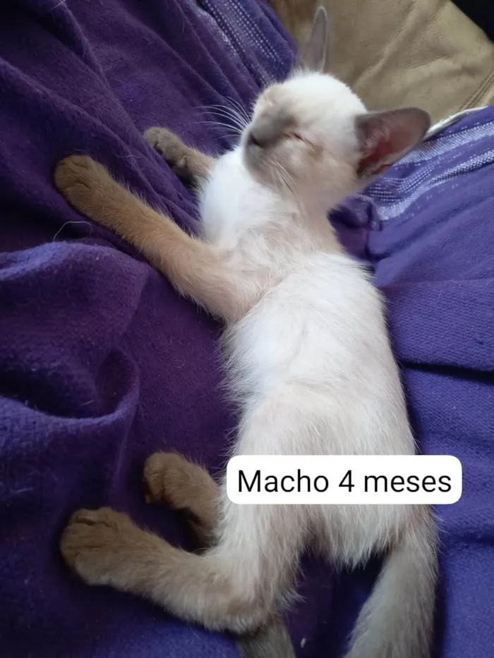 Gato ra a SRD-ViraLata idade 2 a 6 meses nome Anjinhos