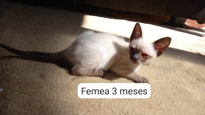 Gato ra a SRD-ViraLata idade 2 a 6 meses nome Anjinhos