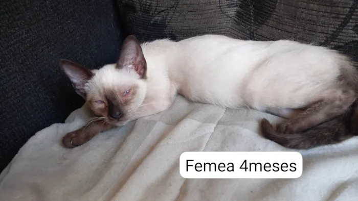 Gato ra a SRD-ViraLata idade 2 a 6 meses nome Anjinhos