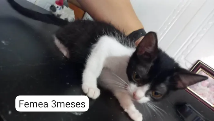 Gato ra a SRD-ViraLata idade 2 a 6 meses nome Anjinhos