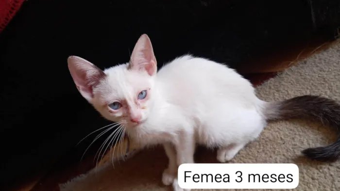 Gato ra a SRD-ViraLata idade 2 a 6 meses nome Anjinhos