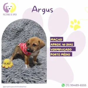 Cachorro raça SRD-ViraLata idade Abaixo de 2 meses nome Argus