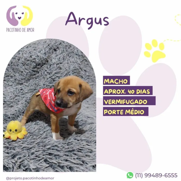 Cachorro ra a SRD-ViraLata idade Abaixo de 2 meses nome Argus