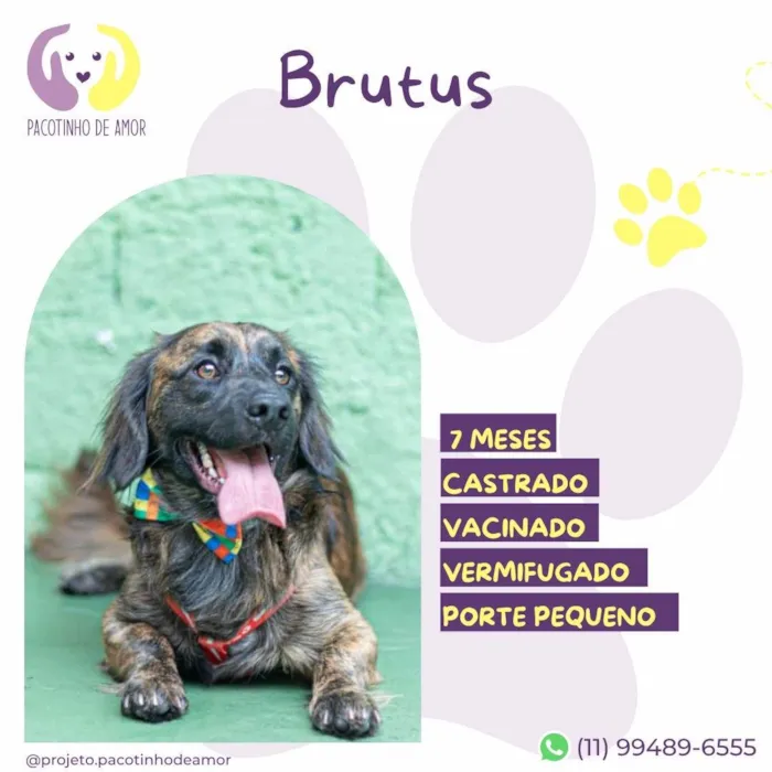 Cachorro ra a SRD-ViraLata idade 7 a 11 meses nome Brutus