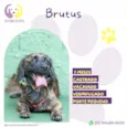 Brutus
