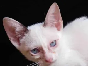 Gato raça SRD-ViraLata idade 2 a 6 meses nome Anjinhos