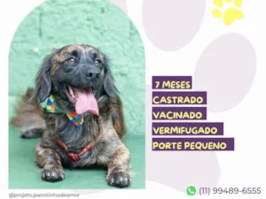 Cachorro raça SRD-ViraLata idade 7 a 11 meses nome Brutus