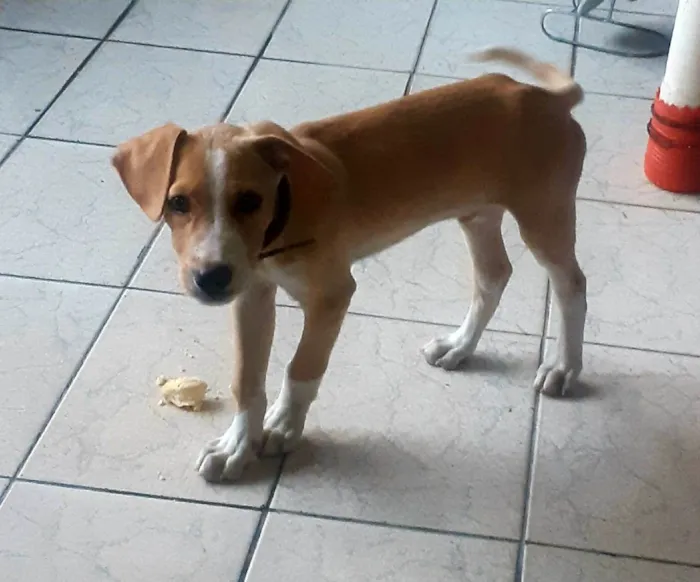 Cachorro ra a SRD-ViraLata idade 2 a 6 meses nome Tobinho