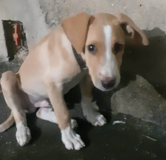 Cachorro ra a SRD-ViraLata idade 2 a 6 meses nome Tobinho