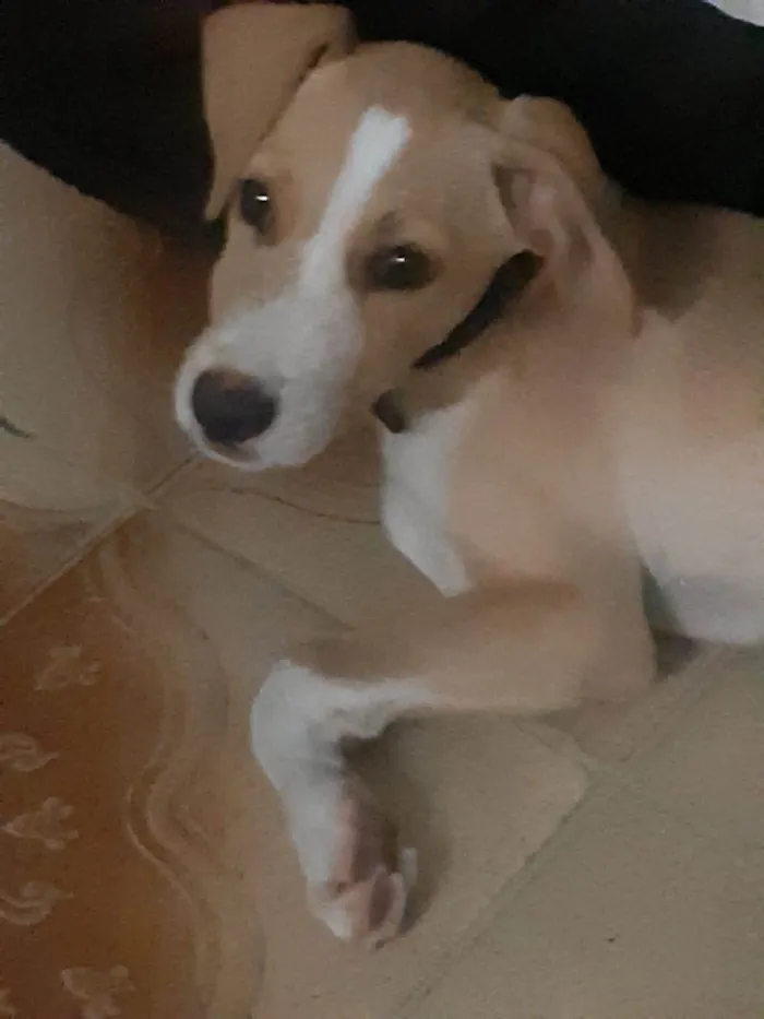 Cachorro ra a SRD-ViraLata idade 2 a 6 meses nome Tobinho