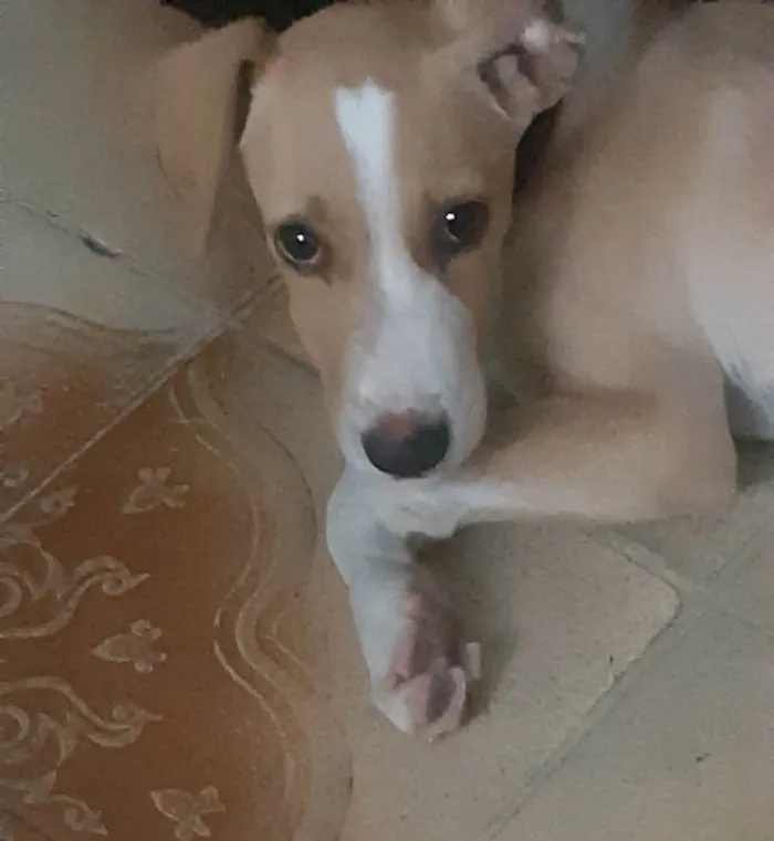 Cachorro ra a SRD-ViraLata idade 2 a 6 meses nome Tobinho