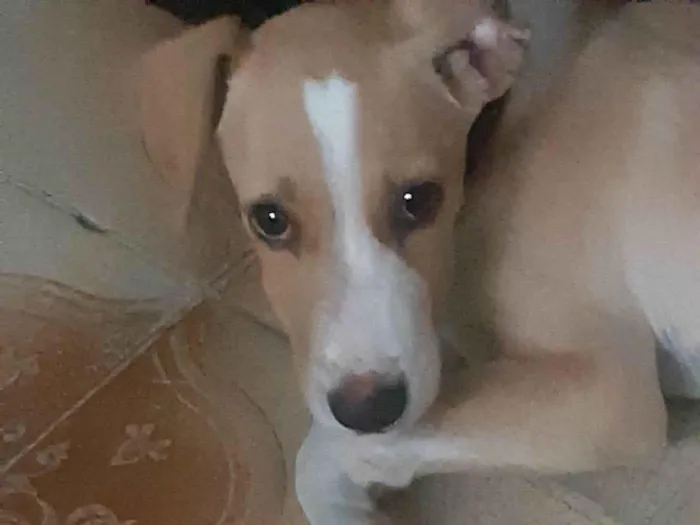 Cachorro ra a SRD-ViraLata idade 2 a 6 meses nome Tobinho