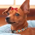 Nina