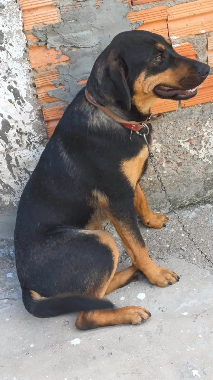 Cachorro ra a SRD-ViraLata idade 1 ano nome ALADIN