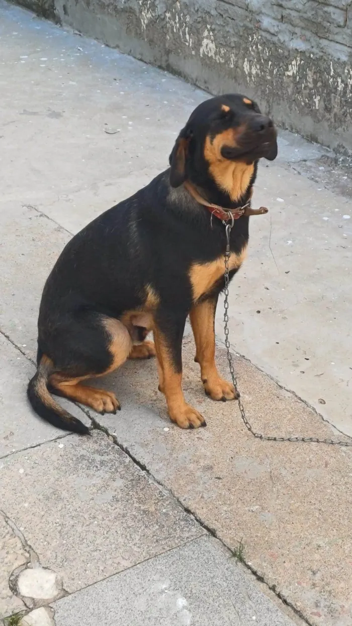 Cachorro ra a SRD-ViraLata idade 1 ano nome ALADIN