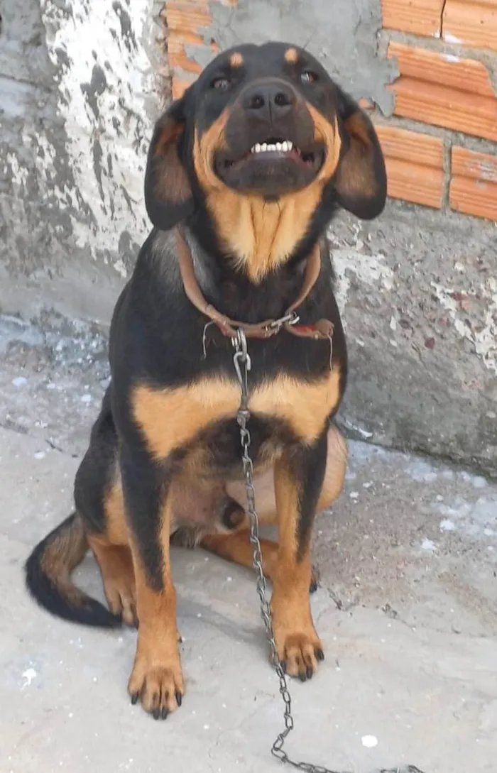 Cachorro ra a SRD-ViraLata idade 1 ano nome ALADIN
