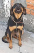 ALADIN