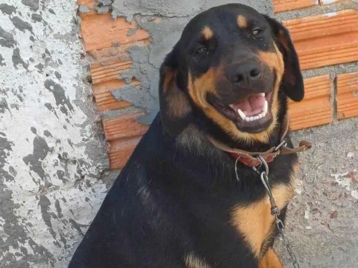 Cachorro ra a SRD-ViraLata idade 1 ano nome ALADIN
