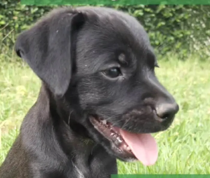 Cachorro ra a Mestico  idade 2 a 6 meses nome Chocolate 