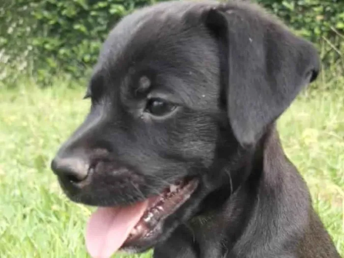 Cachorro ra a Mestico  idade 2 a 6 meses nome Chocolate 