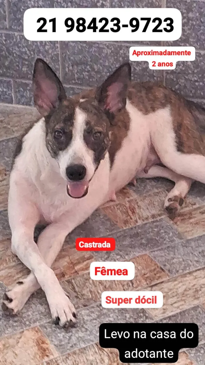 Cachorro ra a SRD-ViraLata idade 2 anos nome Mãezinha 