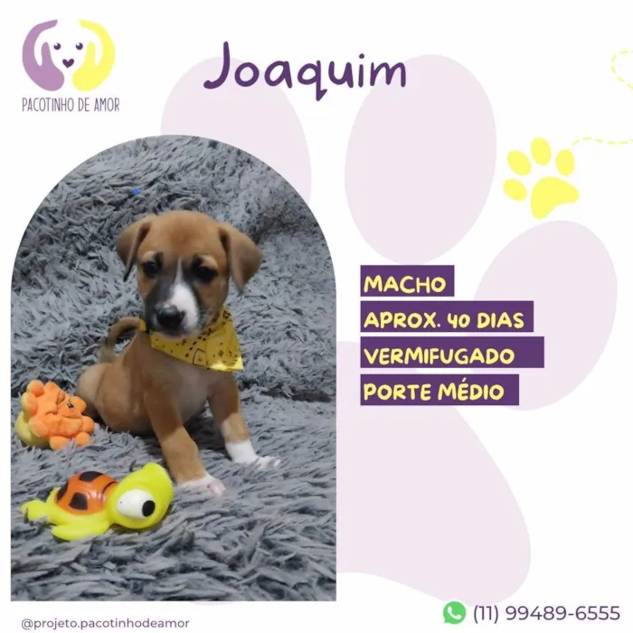 Cachorro ra a SRD-ViraLata idade Abaixo de 2 meses nome Joaquim