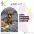 Joaquim