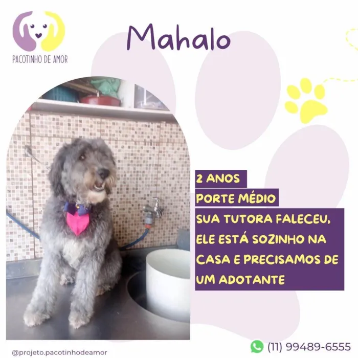 Cachorro ra a SRD-ViraLata idade 2 anos nome Mahalo