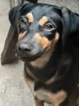 Amora