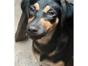 Cachorro raça SRD-ViraLata idade 1 ano nome Amora